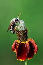 Solitary bee, adult perched on Mexican hat (Ratibida columnifera) Dinero, Lake Corpus Christi, South Texas, USA.