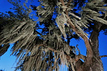 Spanish moss (Tillandsia usneoides) growing on live Oak tree (Quercus virginiana) Dinero, Lake Corpus Christi, South Texas, USA.