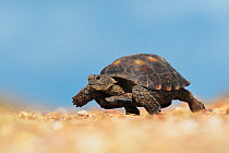 Texas Tortoise (Gopherus berlandieri) male walking, Dinero, Lake Corpus Christi, South Texas, USA.