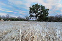 Ice covered grass just after ice rain, Dinero, Lake Corpus Christi, South Texas, USA.