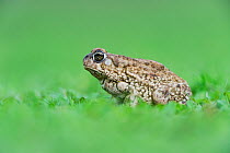 Texas toad (Bufo speciosus) adult portrait, Dinero, Lake Corpus Christi, South Texas, USA.