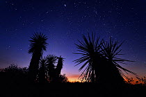 Trecul yucca / Spanish dagger (Yucca treculeana) at sunset, Dinero, Lake Corpus Christi, South Texas, USA.