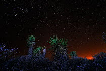 Trecul yucca / Spanish dagger (Yucca treculeana) at night, Dinero, Lake Corpus Christi, South Texas, USA.