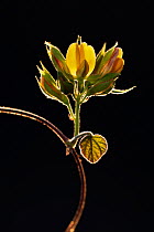 American snoutbean (Rhynchosia americana) backlit, Dinero, Lake Corpus Christi, South Texas, USA.