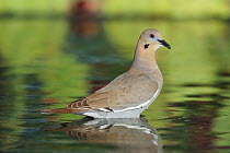 White-winged dove (Zenaida asiatica) adult standing in water, Dinero, Lake Corpus Christi, South Texas, USA.