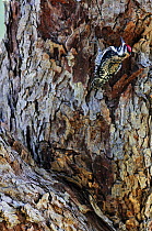 RF- Yellow-bellied sapsucker (Sphyrapicus varius) female feeding at sap well. Dinero, Lake Corpus Christi, South Texas, USA. (This image may be licensed either as rights managed or royalty free.)