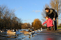 Father and child feeding Canada geese (Branta candensis) on the Boating lake, Regent's Park, London, UK, January.