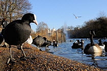 Low angle view of Coots (Fulica atra) and a Canada goose (Branta canadensis) in St. James's park, London, UK, January.