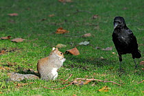 Carrion crow (Corvus corone) approaching Grey squirrel (Sciurus carolinensis) eating peanut given to it by a tourist, St. James's Park, London, UK, January.