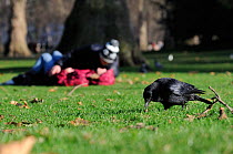 Carrion crow (Corvus corone) digging out a peanut it watched a squirrel burying in lawn, with courting couple in the background, St. James's Park, London, UK, January.