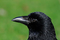 Carrion crow (Corvus corone) portrait, St James Park, London, UK, January
