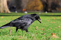 Carrion crow (Corvus corone) walking with a shelled peanut thrown by a tourist, St. James's Park, London, UK, January.