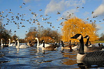 Low angle view of Canada geese (Branta canadensis), Whooper swans (Cygnus cygnus) and Coots (Fulica atra) on boating lake in winter sunshine, with flock of Feral pigeons (Columba livia) flying overhea...