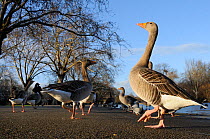 Low angle view of Greylag geese (Anser anser) with people in the background, by the Boating lake, Regent's Park, London, UK, January.