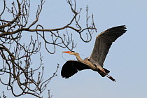 Adult Grey heron (Ardea cinerea) flying with a twig in its beak for its tree top nest, Regent's Park, London, UK, February.