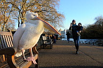 Woman carrying baby and using mobile phone to photograph Great white / Eastern white pelican (Pelecanus onocrotalus) standing on bench in morning sunshine, St. James's Park, London, UK, January.