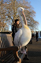 Tourist child posing for photograph next to Great white / Eastern white pelican (Pelecanus onocrotalus) preening itself while standing on bench in morning sunshine, St. James's Park, London, UK, Janua...
