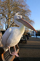 Great white / Eastern white pelican (Pelecanus onocrotalus) standing on bench in morning sunshine with people in the background, St. James's Park, London, UK, January.