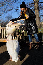 Woman patting Great white / Eastern white pelican (Pelecanus onocrotalus) on the head as it demands food, St.James's Park, London, UK, January.