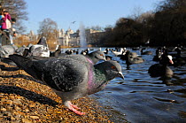 Low angle view of Feral pigeons (Columba livia) on lake shore and Coots (Fulica atra) swimming in St. James's Park, with people and Whitehall buildings in the background, London, UK, January.