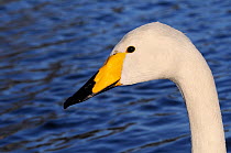 Whooper swan (Cygnus cygnus) head portrait, Regent's Park boating lake, London, UK, January.