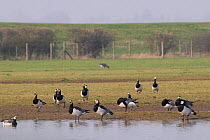 Flock of Barnacle geese (Branta leucopsis) resting and preening on water margin of flooded pastureland near the Severn estuary sea wall, Gloucestershire, UK, March