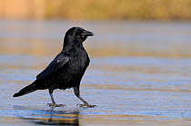 Carrion crow (Corvus corone) walking on frozen lake surface, Wiltshire, UK, February