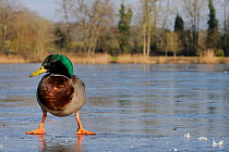 Mallard (Anas platyrhynchos) drake standing on frozen lake with its feet wide apart for stability on the ice, Wiltshire, UK, February