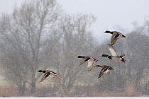 Four Mallard drakes (Anas platyrhynchos) and a duck flying over frozen lake in snowstorm, Wiltshire, UK, February
