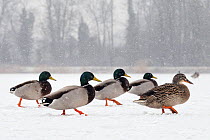 Four Mallard drakes (Anas platyrhynchos) and a duck walking on snow covered frozen lake in snowstorm, Wiltshire, UK, February