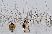 Northern pintail (Anas acuta) pair dabbling for food with drake upended in flooded pastureland, Gloucestershire, UK, March