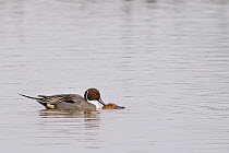 Northern pintail (Anas acuta) pair mating while swimming on flooded pastureland, with female almost entirely submerged, Gloucestershire, UK, March