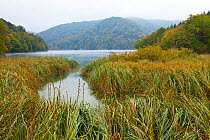 Reeds at edge of lake, Plitvice Lakes National Park, Lika, Croatia, Europe, October 2011