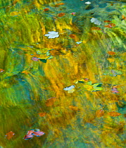 Leaves floating on water with colourful reflections, Plitvice Lakes National Park, Lika, Croatia, Europe, October 2011