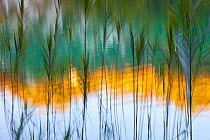 Abstract of reeds in front of lake with reflections, Plitvice Lakes National Park, Lika, Croatia, Europe, October 2011