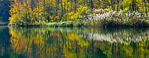 Trees with reflection in lake, Plitvice Lakes National Park, Lika, Croatia, Europe, October 2011