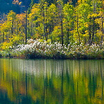 Trees and sedges on lake bank with reflection in water, Plitvice Lakes National Park, Lika, Croatia, Europe, October 2011