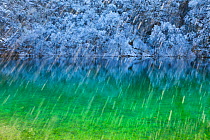 Colourful water with reflections in snow, Plitvice Lakes National Park, Lika, Croatia, Europe, January 2012