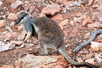 Black-footed / Black-flanked rock wallaby (Petrogale lateralis) foraging for food, Heavitree Gap, Alice Springs, Northern Territory, Australia, June