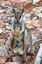 Female Black-footed / Black-flanked rock wallaby (Petrogale lateralis) with joey looking out of pouch, Heavitree Gap, Alice Springs, Northern Territory, Australia, June