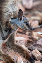 Black-footed / Black-flanked rock wallaby (Petrogale lateralis) joey looking out of mother's pouch, Heavitree Gap, Alice Springs, Northern Territory, Australia, June