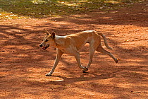 Dingo (Canis lupus dingo) probably part domestic camp dog, running through campground, Kakadu National Park, Northern Territory, Australia, June