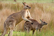 Eastern grey kangaroo (Macropus giganteus) pair mating, Grampians National Park, Victoria, Australia, May