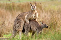 Eastern grey kangaroo (Macropus giganteus) pair mating, Grampians National Park, Victoria, Australia, May