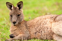 Female Eastern grey kangaroo (Macropus giganteus) resting in grass, Grampians National Park, Victoria, Australia, May