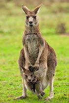 Female Eastern grey kangaroo (Macropus giganteus) standing in grass with joey looking out of pouch, Grampians National Park, Victoria, Australia, May