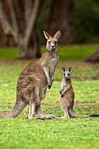 Female Eastern grey kangaroo (Macropus giganteus) standing next to joey, Grampians National Park, Victoria, Australia, May