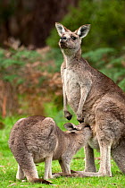 Eastern grey kangaroo (Macropus giganteus) joey drinking from mother's pouch, Grampians National Park, Victoria, Australia, May