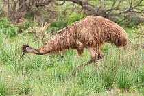 Emu (Dromaius novaehollandiae) foraging, Flinders Ranges National Park, South Australia, June