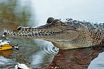 Australian freshwater / Johnstone's crocodile (Crocodylus johnsoni) with damaged upper jaw in shallow water waiting for a scrap from a fisherman, Lake Kununurra, Western Australia, July